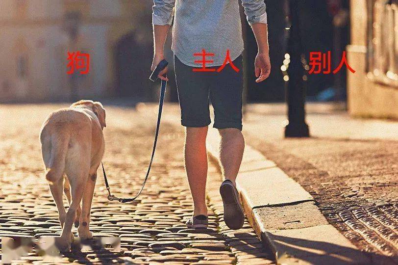 被狗狗咬住不松口？記住這些方法能保你性命！(圖12)