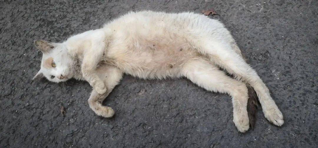 一只被遗弃的店猫找新家