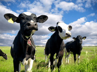 舒适的牧场环境 牛 满 足 中国西南地区养殖规模最大  生态环境最美
