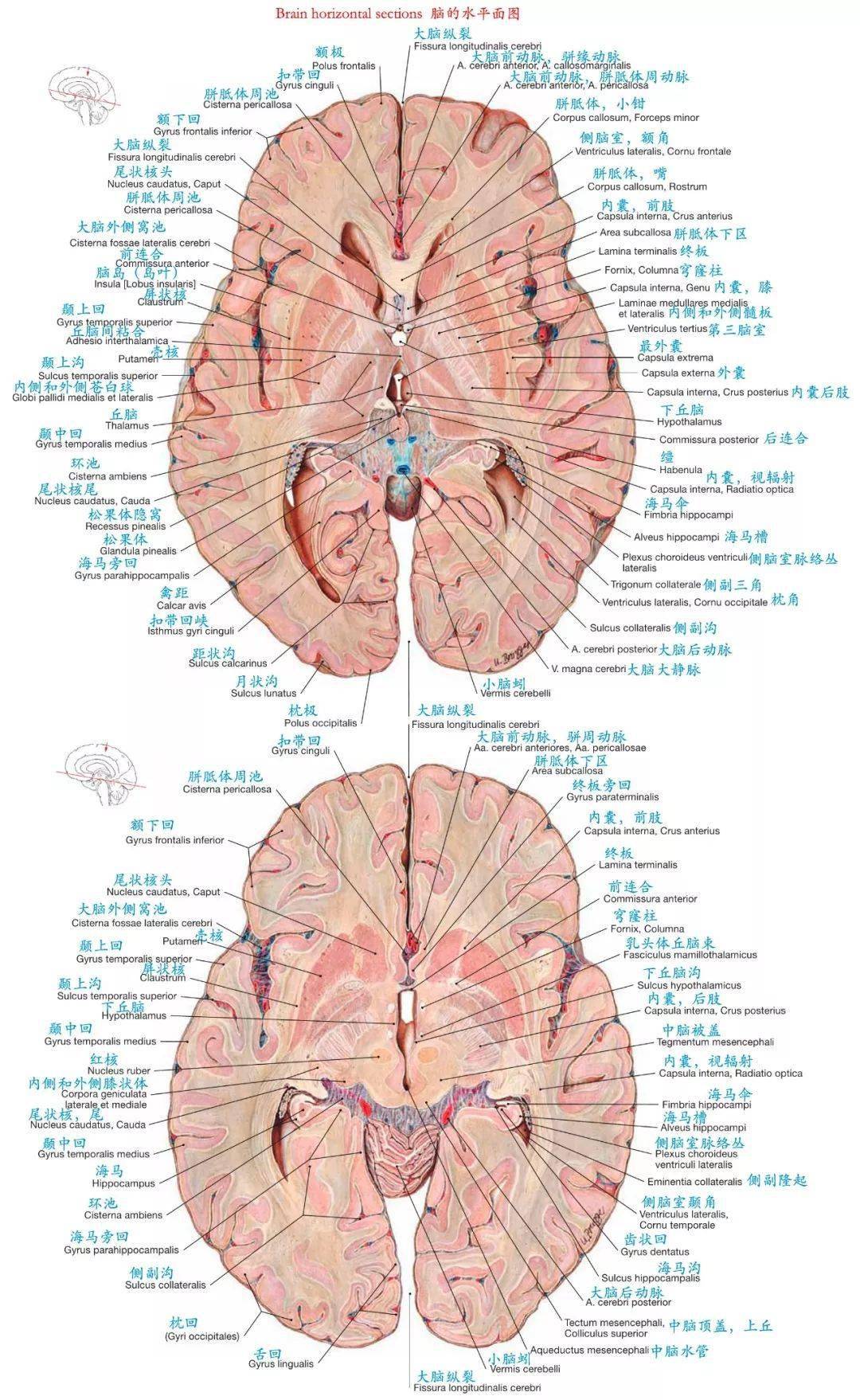 解剖颅脑断层解剖图谱标注到位值得收藏