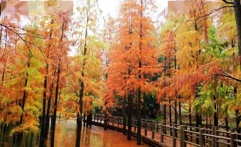 【11.25号】徒步秋色雪窦岭古道,赏撩人如画水杉林