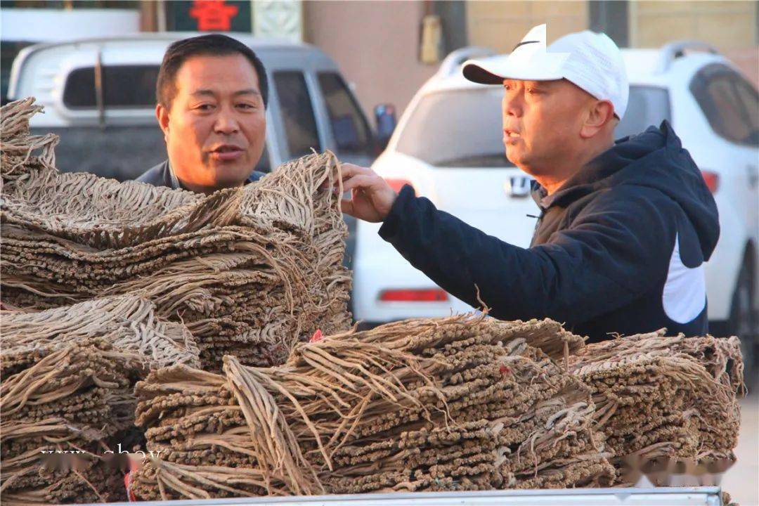 陇西首阳中药材交易市场一撇