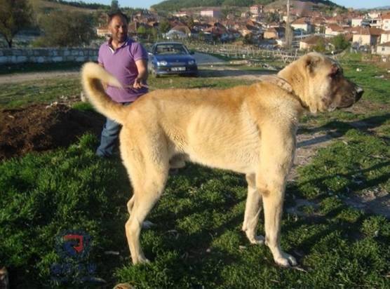 世界名犬排行榜_世界名犬排行榜前十(4)