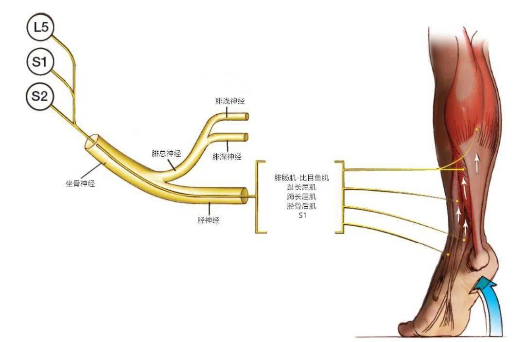 【功能评估】骶丛神经功能评估