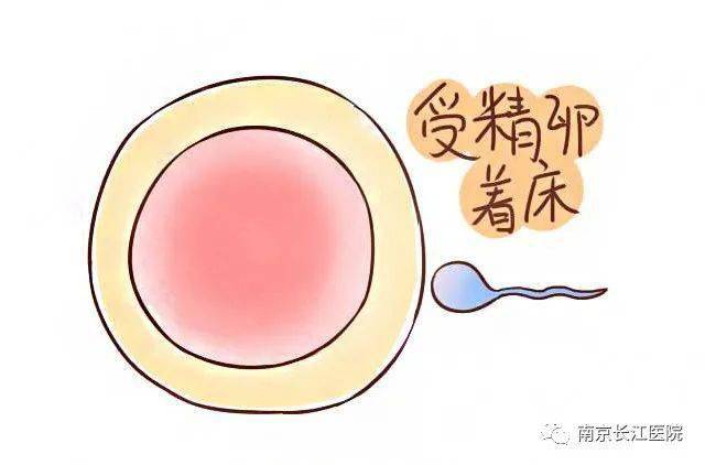 【长江科普】受精卵的着床过程及着床反应