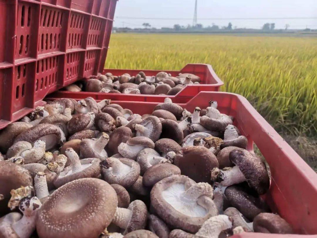小香菇,大产业,这个位于我乡的香菇种植基地,你知道吗?_泗溪村