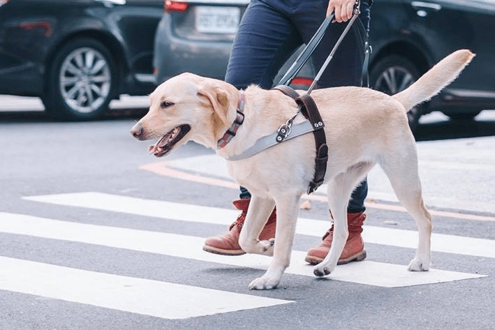 工作犬科普丨没有困难的工作,只有勇敢的狗勾!