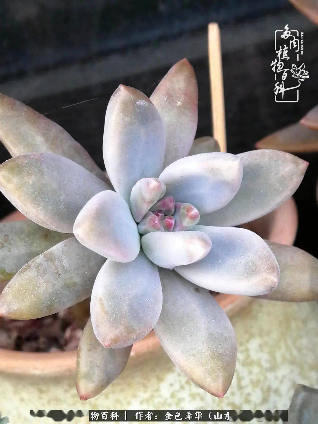 多肉小白药可以兑水喷吗 508a17fdbd3449dea13bb8cad72d1bf3.jpeg