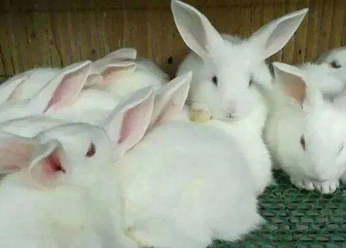 【兔业养殖】如何辨别兔子是否怀孕_母兔