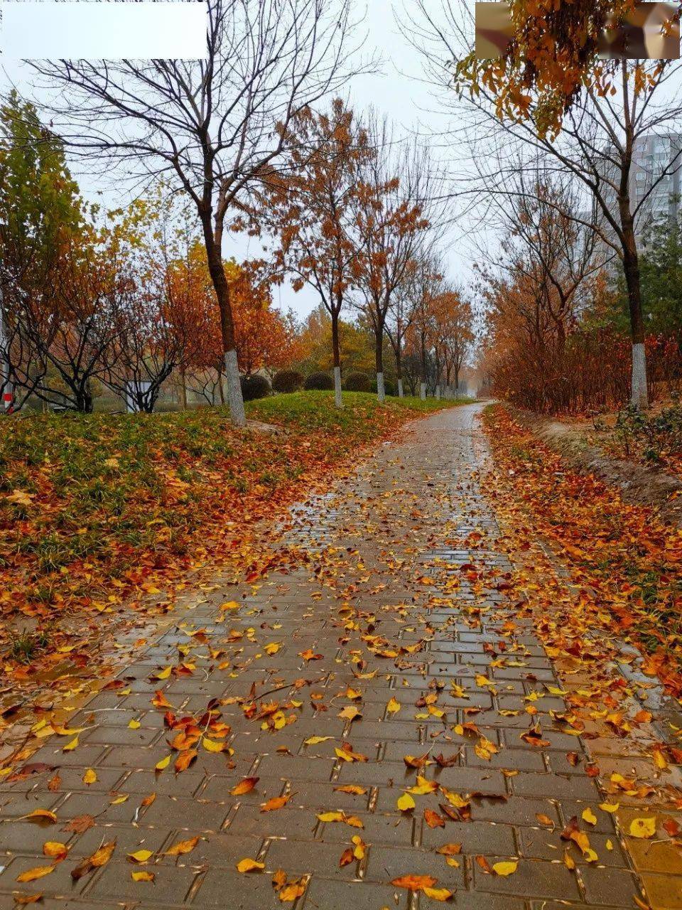 雨中的落叶