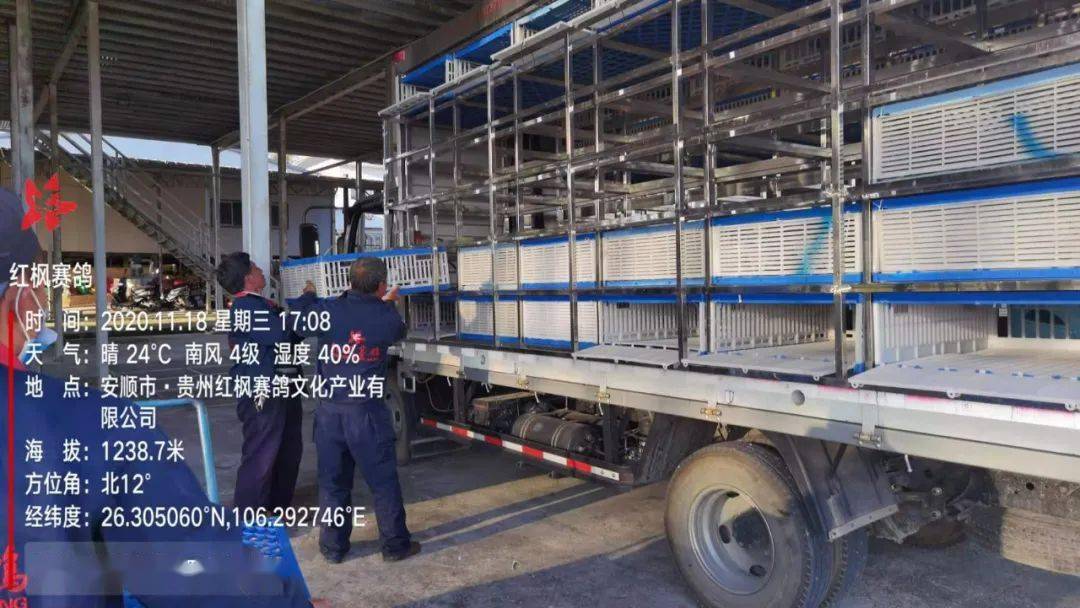 
红枫大棚第四关加站赛集鸽现场视频及图片：华体会体育hth官方网站(图5)