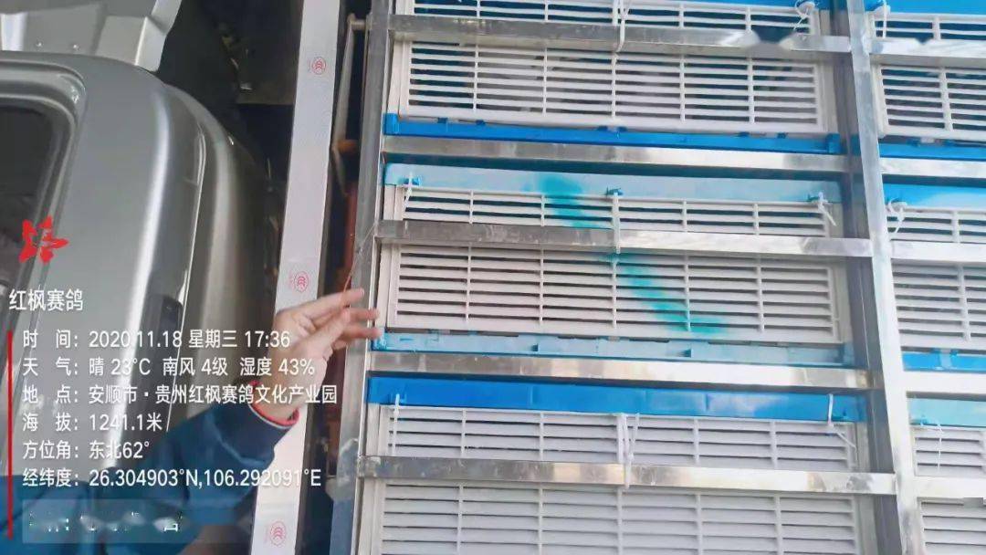 
红枫大棚第四关加站赛集鸽现场视频及图片：华体会体育hth官方网站(图11)