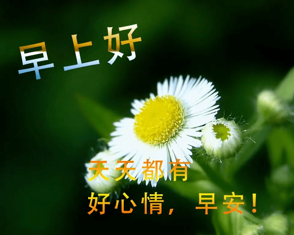 11月18日早上好问候语图片,星期三早安祝福语图片表情