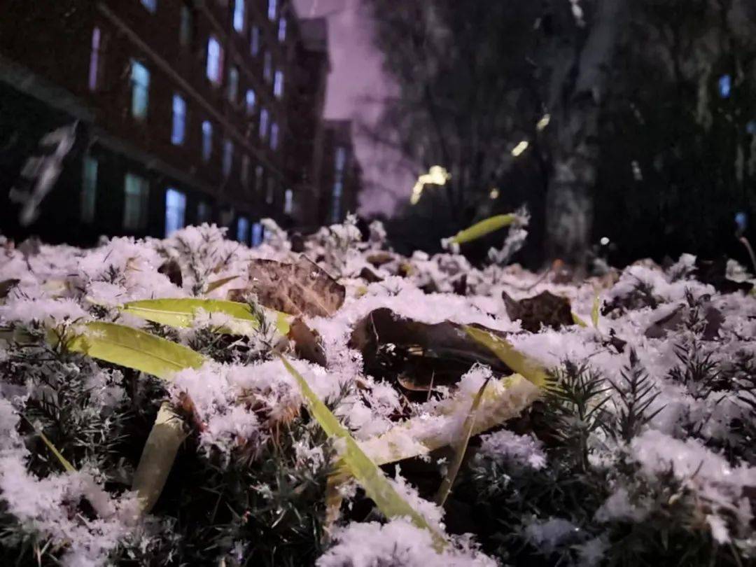 初雪每一片雪花都是冬天的来信