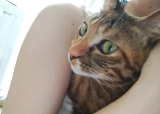 为什么有的猫咪不会打呼噜 75be2fb3108647eba05650bd8cf1a7cb.jpeg