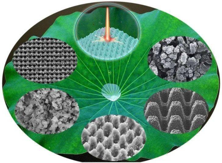 飞秒激光仿生制造揭示"荷叶不沾水"的秘密【《光学学报》创刊40周年庆