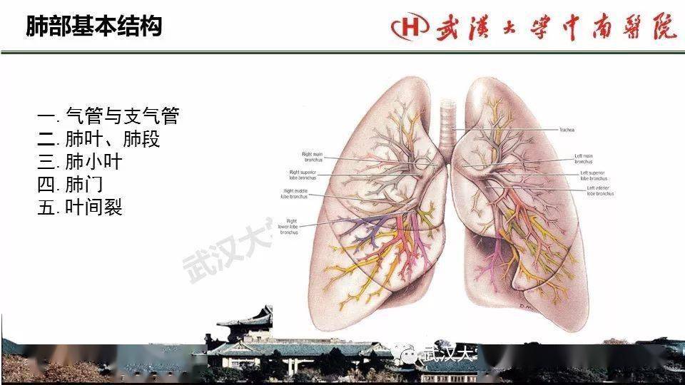 肺部影像解剖及基本概念,基本病变