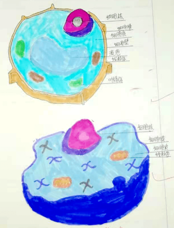 衡实呈贡看看新晋衡实初一学子眼中的细胞是什么样子记初一生物学习