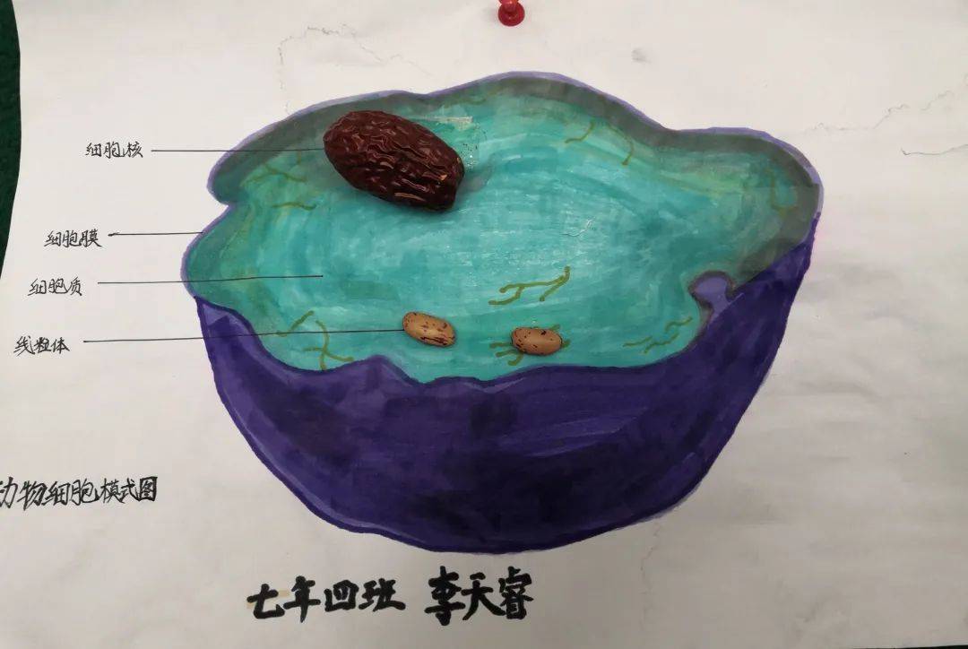 对于细胞的结构学生有了初步的认识,但对于微小的细胞,学生缺乏感性的