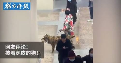 牵“老虎”逛街？男子将金毛打扮成老虎看呆路