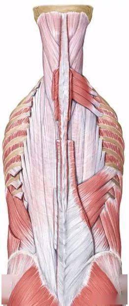 解剖学基础|夹肌