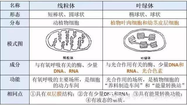 2,线粒体和叶绿体的数量随细胞的新陈代谢强度的变化而变