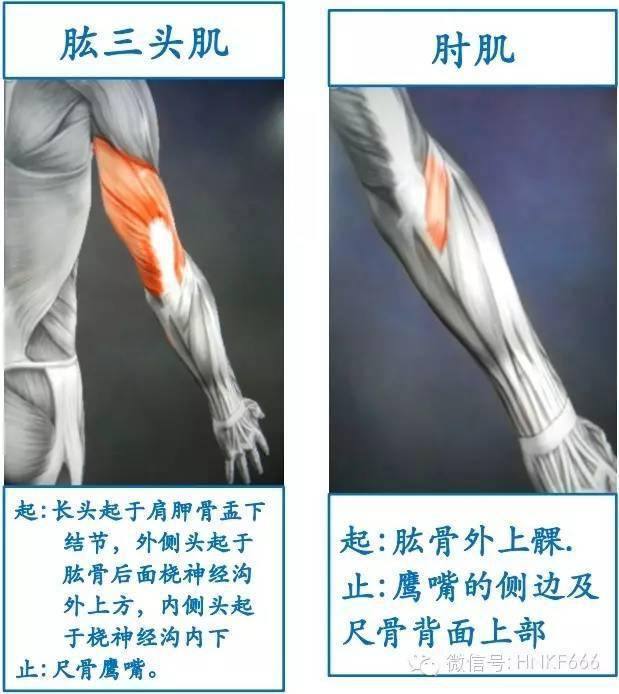 17,前臂旋前肌群