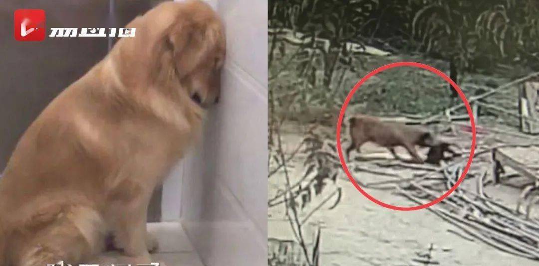 怎么教狗狗不咬鸡 5408a96d3b864bd79db2766243b305d0.jpeg