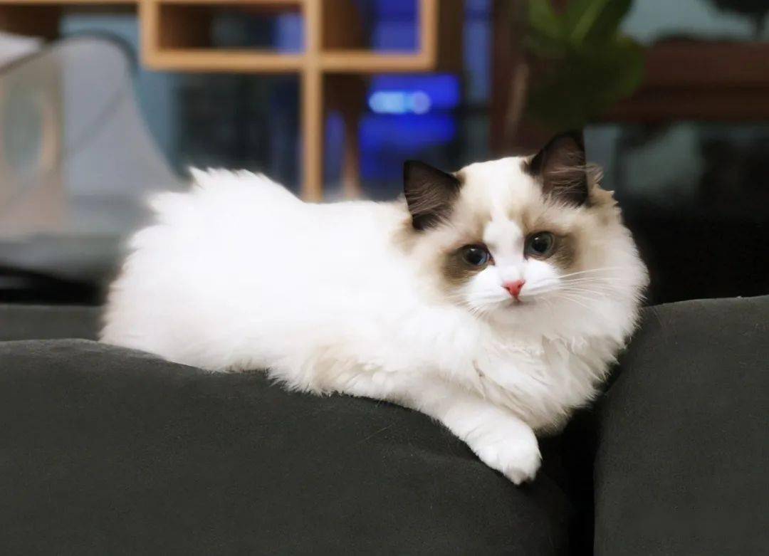 八大常见猫咪品种颜值高又好养你喜欢哪个