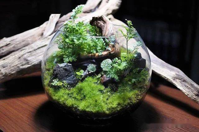 苔藓微景观作品300款设计