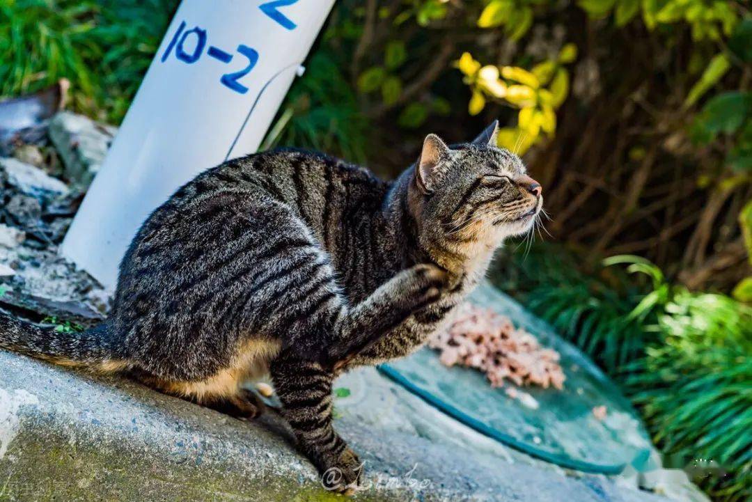 这几种中国纯种猫 早在千年前就有了 你养过吗 玄猫