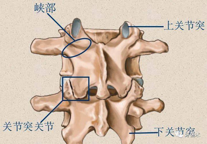 脊椎峡部关节突脊椎结构:骨小梁,海绵状或蜂窝状提供强度和细胞储存