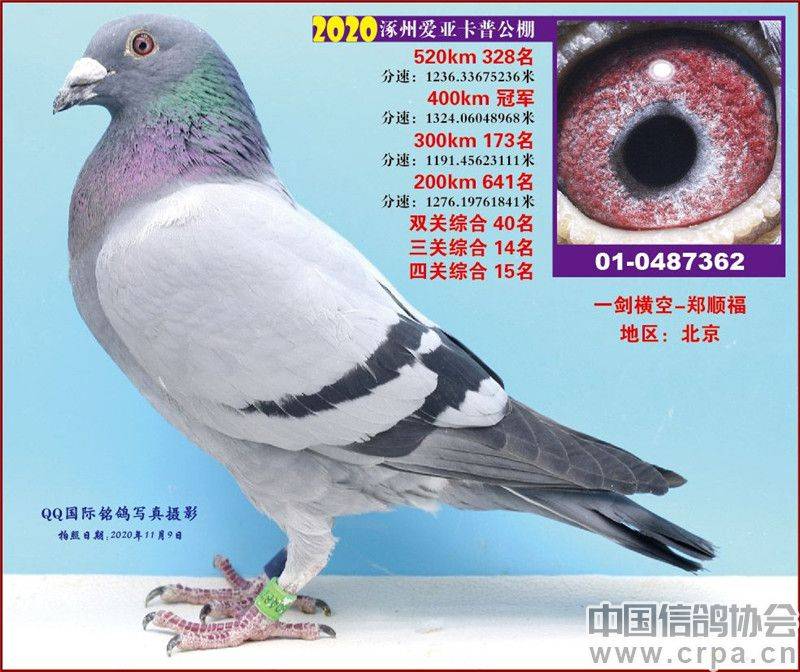 信鸽协会官网入口 c9e76be09c1b404aa0e48e269054e117.jpeg