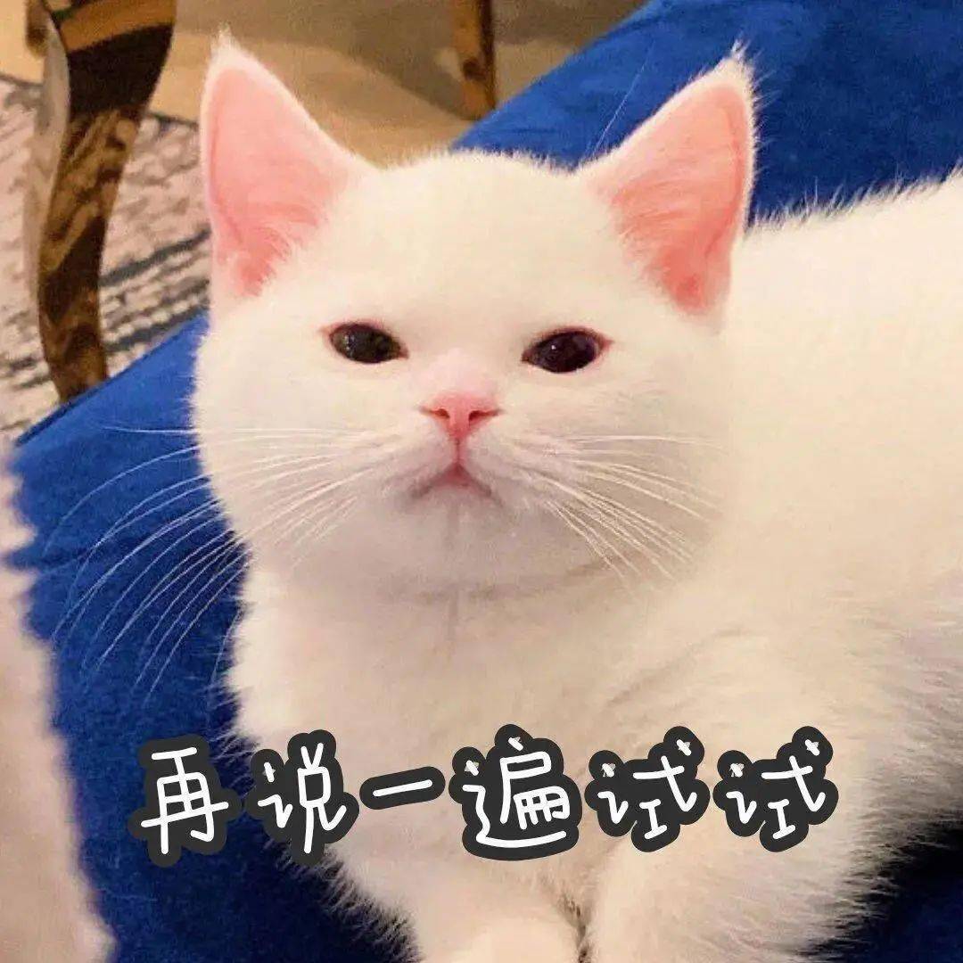 【沙雕猫表情包】猫咪蛋崽表情包