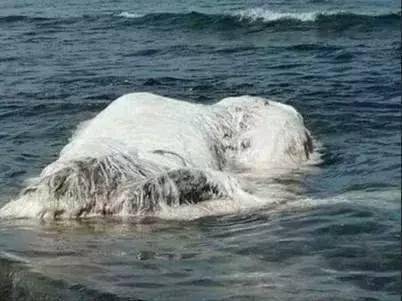 10大海滩不明生物, 一条像龙, 一条是龙的近亲