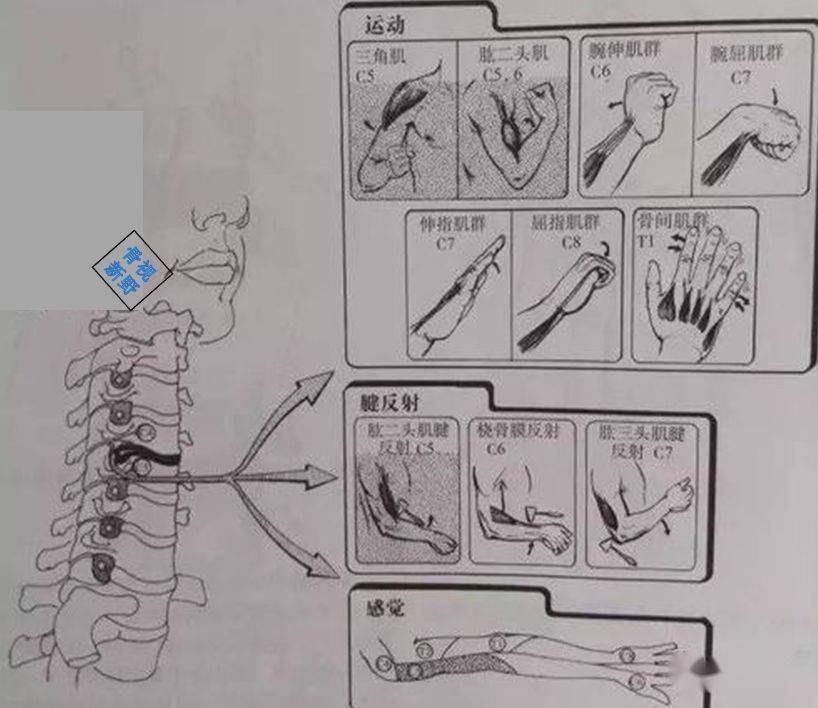 图解脊神经节段性支配