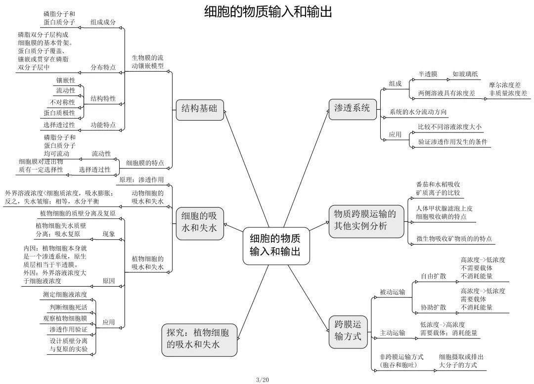 高中生物思维导图很全面