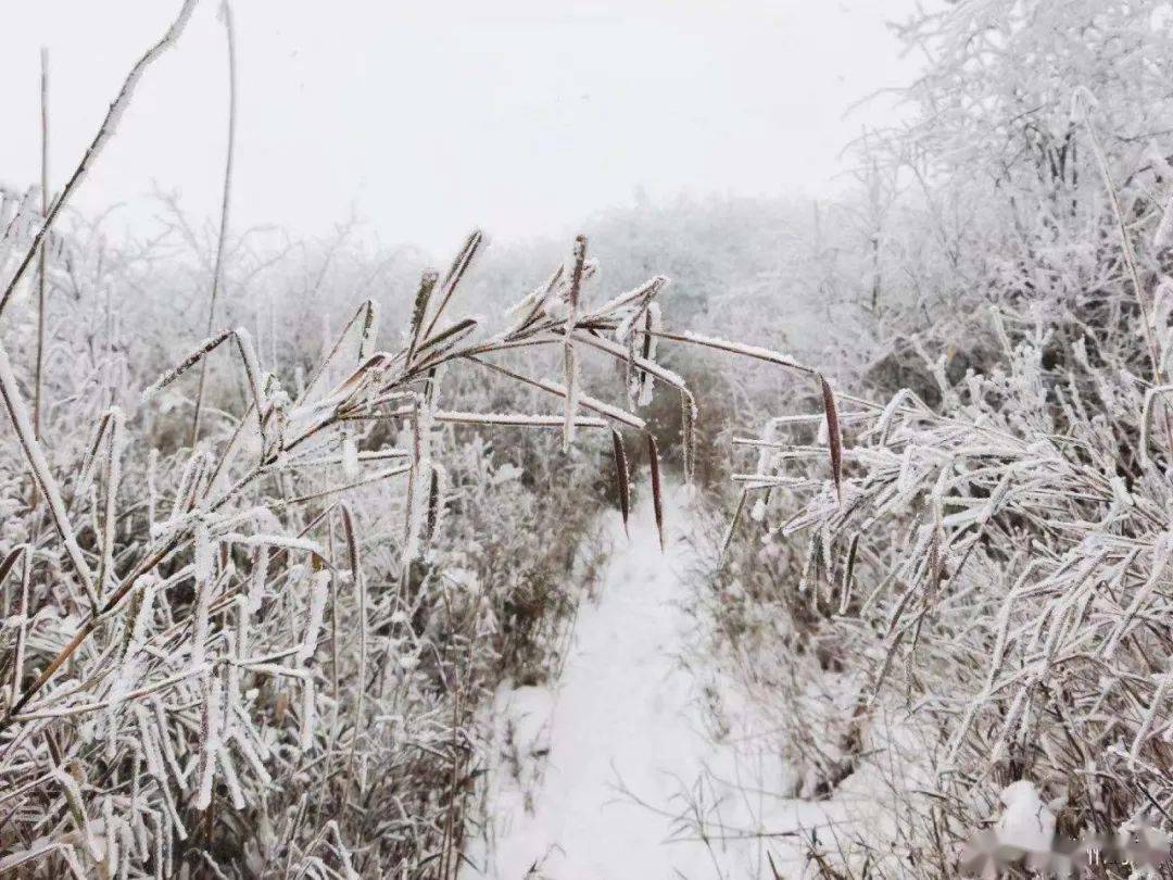 小雪迎雪西安初雪已到货陕西雪景刷屏美到窒息