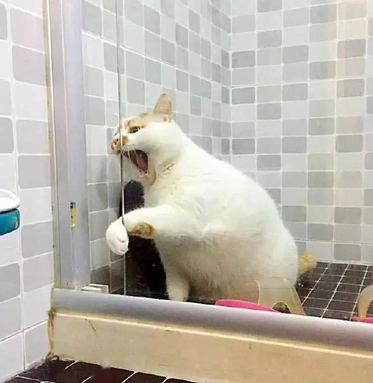 猫抗拒洗澡吗 920ff7f03ac44a6282dc6ee073ed05dd.jpeg