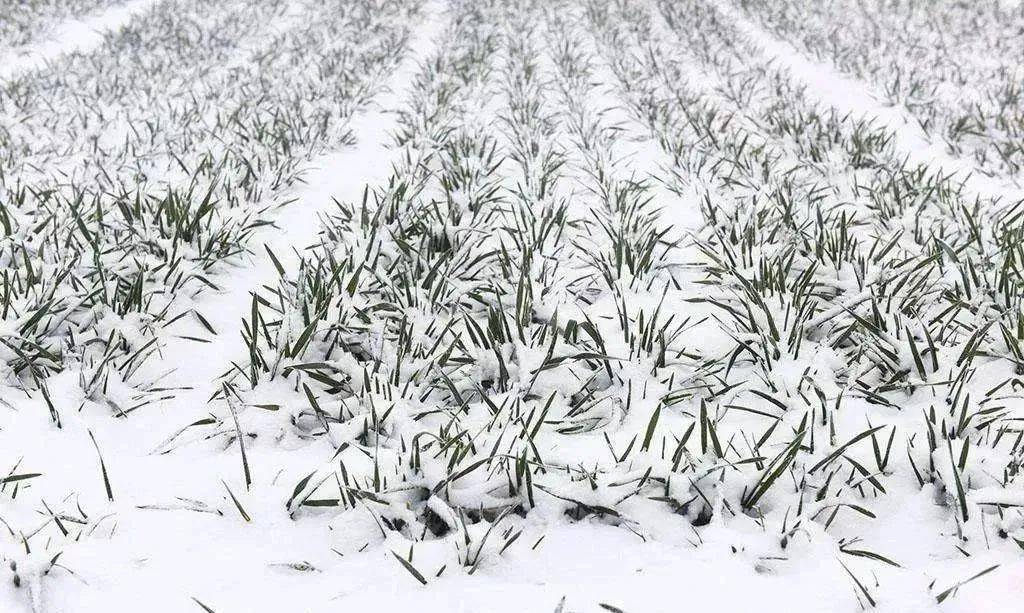 小麦如何越冬?用好雨雪降水,冬麦安全越冬!