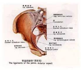 【疼痛基础】骨盆髂嵴上附着的软组织