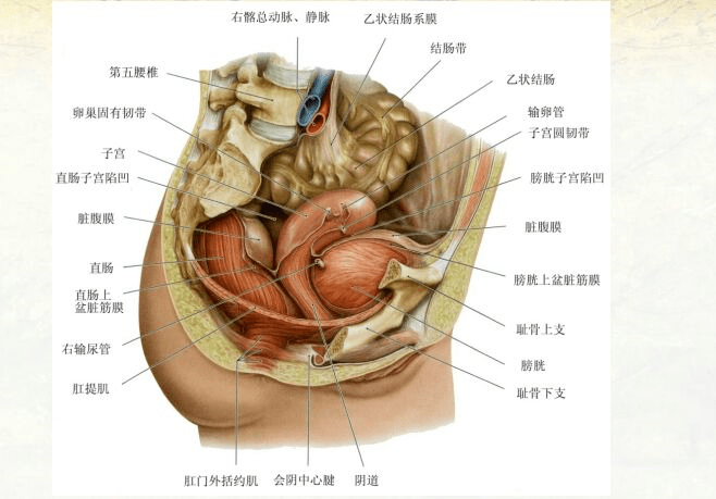 从上而下,包括腹膜,盆腔脏器和盆腔内筋膜,肛提肌,会阴膜,以及会阴浅