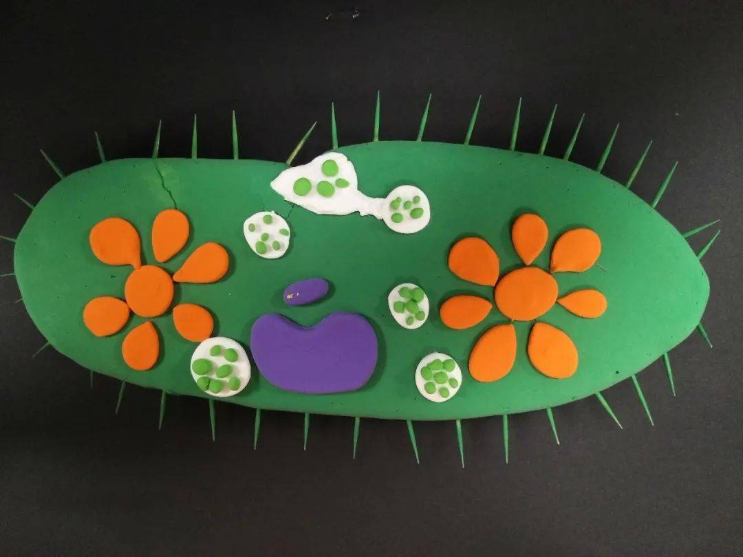 酵母菌模型,有的是用各色超轻黏土塑造的 各类细菌,草履虫等细胞结构
