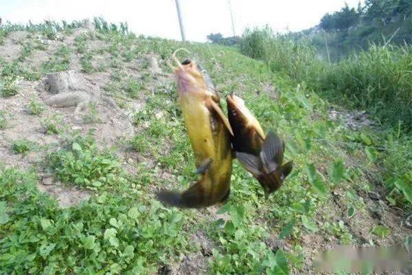 如何杀黄颡鱼 648d631d168940c49fde00f0f376f6e0.jpeg