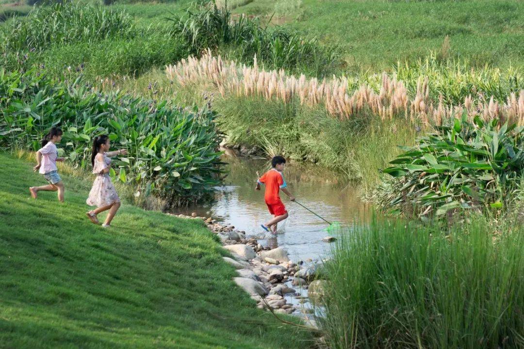 AR精选 | 重塑河道生命系统 ：深圳茅洲河碧道·光明段生态修复试点 — EADG_丁坝