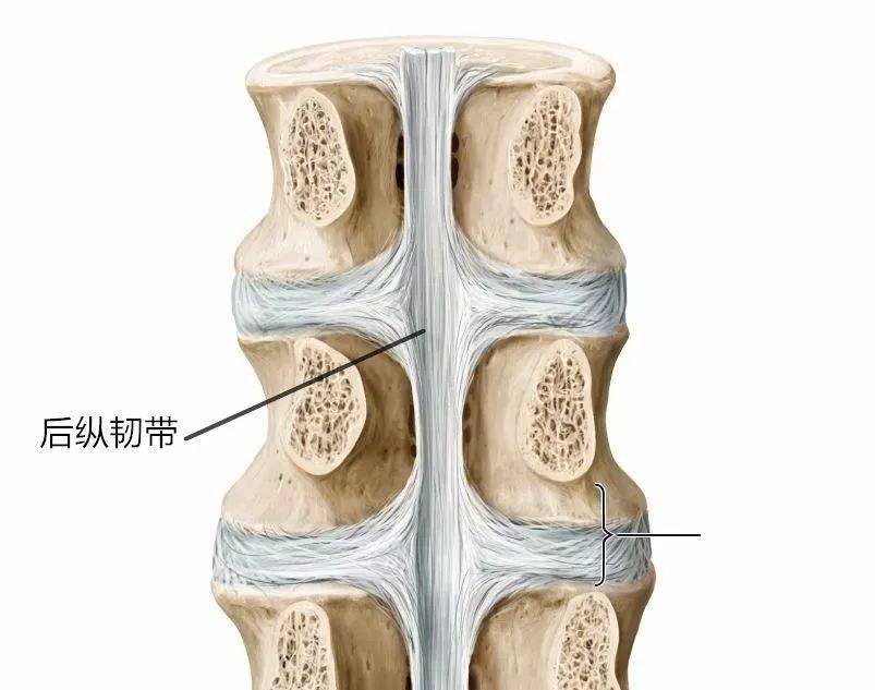 前纵韧带