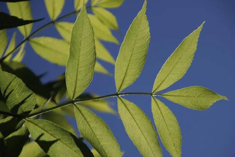 正因为植物生长的环境千差万别 叶子的形状大小也各不一样 不同的叶子