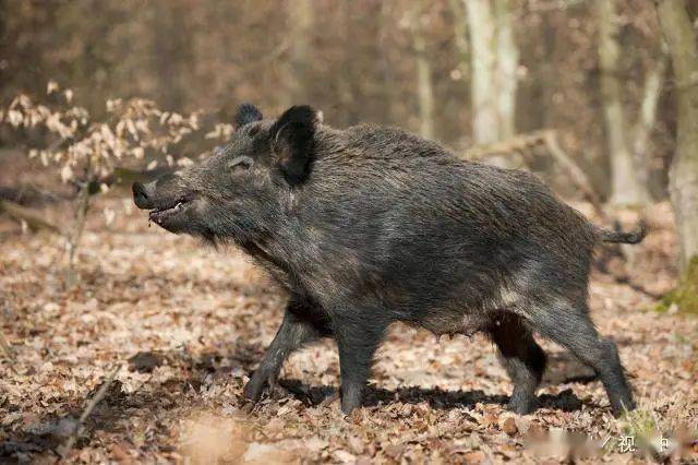 能打赢野猪的动物 19e1348667d84c8b9e9875d45302bfcc.jpeg