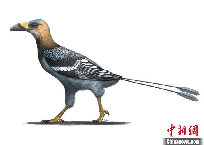 论文|国际最新研究：一种古代鸟类因巨喙改变演化记录
