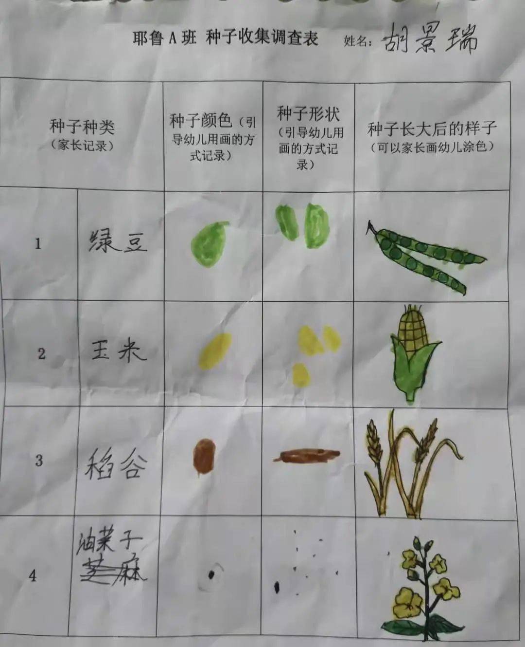 我们开展了种子的调查行动, 通过调查表, 孩子们分享各种果实种子的